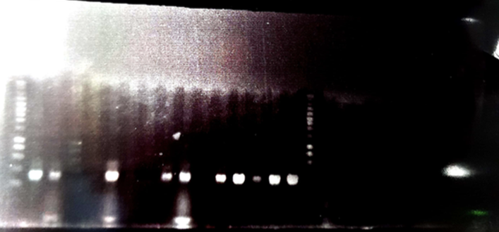 T--Aix-Marseille--Methylase PCR colo picture.png