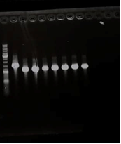 T--Aix-Marseille--P3-N1 PCR colony picture.png