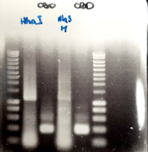 T--Aix-Marseille--Methylase PCR amplification picture.png